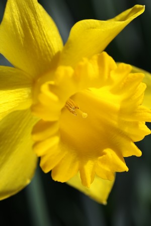 Daffodil Yellow Up Close